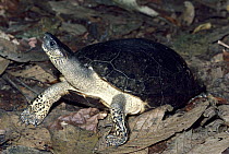 Black River Turtle (Rhinoclemmys funerea) on river bank, Costa Rica