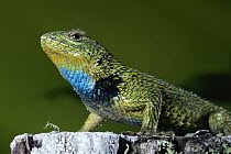 Green Spiny Lizard (Sceloporus malachiticus) male, Monteverde Cloud Forest Reserve, Costa Rica