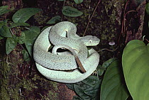 Two-striped Forest Pit Viper (Bothrops bilineatus) coiled on rainforest floor using tip of tail as lure, an example of caudal luring, Amazon, Peru