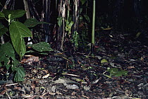 Fer-de-lance (Bothrops asper) snake, hunting in the rainforest at night, Costa Rica