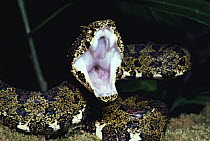 Eyelash Viper (Bothriechis schlegelii) threat display, rainforest, Costa Rica