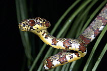 Colubrid Snake (Sibon sp) close up, rainforest, Costa Rica