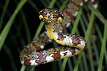 Colubrid Snake (Sibon sp) close up, front view, rainforest, Costa Rica