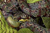Colubrid Snake (Sibon sp) predating a snail, rainforest, Costa Rica