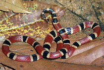 Black-banded Coral Snake (Micrurus nigrocinctus) venomous rainforest, Costa Rica