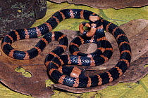 Redtail Coral Snake (Micrurus mipartitus) venomous, defensive tail wriggling display, rainforest, Costa Rica