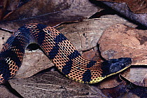 Fire-bellied Snake (Leimadophis epinephalus) harmless mimic of Coral Snake, defensive display, cloud forest, Costa Rica