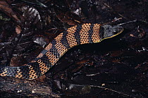 Fire-bellied Snake (Leimadophis epinephalus) harmless mimic of coral snake, defensive display, cloud forest, Costa Rica