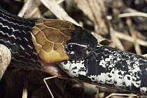 Banded Tree Snake (Tripanurgos compressus) rainforest, Costa Rica