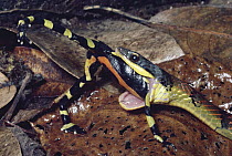Fire-bellied Snake (Leimadophis epinephalus) swallowing a poisonous Harlequin Frog (Atelopus varius) cloud forest, Costa Rica