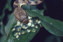 Cat-eyed Snake (Leptodeira septentrionalis) swallowing eggs of Red-eyed Tree Frog (Agalychnis callidryas) embryos visible in eggs, rainforest, Costa Rica