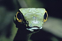 Green Parrot Snake (Leptophis depressirostris) in the rainforest, Costa Rica