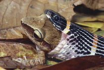 Halloween Snake (Pliocercus euryzonus) rear-fanged mimic of Coral Snake, swallowing Rain Frog (Eleutherodactylus sp) rainforest, Costa Rica