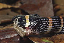 Halloween Snake (Pliocercus euryzonus) rear-fanged mimic of Coral Snake, swallowing Rain Frog (Eleutherodactylus sp) rainforest, Costa Rica