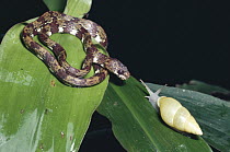 Ringed Snail-eater Snake (Sibon annulata) rainforest, Costa Rica