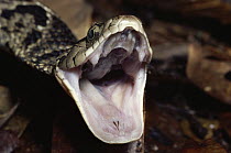 False Fer-de-lance (Xenodon rabdocephalus) snake, defensive threat display, rainforest, Costa Rica