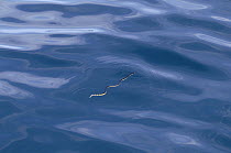 Yellow-bellied Sea Snake (Pelamis platurus), Costa Rica