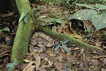Bushmaster (Lachesis muta) coiled between buttress roots, rainforest, Costa Rica