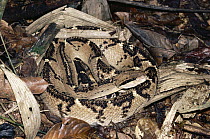 Bushmaster (Lachesis muta) camouflaged on rainforest floor, Costa Rica