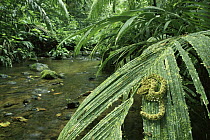 Eyelash Viper (Bothriechis schlegelii) on palm leaf over stream in rainforest, Costa Rica