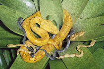 Eyelash Viper (Bothriechis schlegelii) gold morph female with just born young, note both gold and green morphs represented among babies, rainforest, Costa Rica