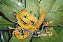 Eyelash Viper (Bothriechis schlegelii) gold morph female with just born young, note both gold and green morphs represented among babies, rainforest, Costa Rica
