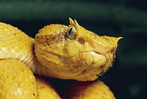 Eyelash Viper (Bothriechis schlegelii) showing loreal pits for detecting heat, rainforest, Costa Rica