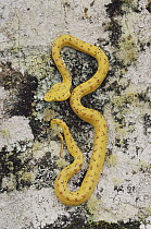 Eyelash Viper (Bothriechis schlegelii) gold morph on tree trunk in rainforest, Costa Rica