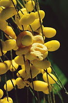 Eyelash Viper (Bothriechis schlegelii) gold morph camouflaged among palm fruits, rainforest, Costa Rica