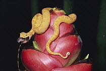 Eyelash Viper (Bothriechis schlegelii) gold morph predating a Border Anole (Norops limifrons) on Heliconia (Heliconia imbricata) rainforest, Costa Rica
