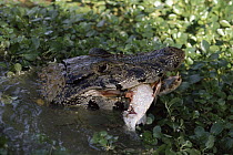 Black Caiman (Melanosuchus niger) eating a Redeye Piranha (Serrasalmus sp) found in rivers and oxbow lakes, Manu National Park, Peru