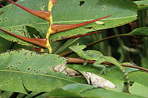 Green Basilisk (Basiliscus plumifrons) male on Heliconia, Costa Rica