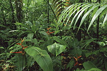 Heliconia (Heliconia irrasa) and palms with female Green Anole (Norops biporcatus) in rainforest, Costa Rica