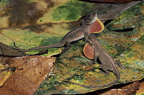 Ground Anole (Norops humilis) two males in a display of dominance, rainforest Costa Rica