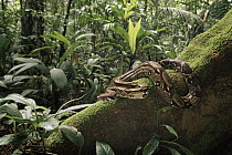 Boa Constrictor (Boa constrictor) coiled on buttress root, rainforest, Costa Rica