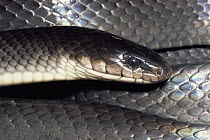 Mussurana (Clelia clelia) snake, rainforest ecosystem, Costa Rica
