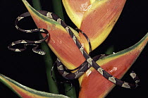 Blunt-headed Tree Snake (Imantodes cenchoa) on Heliconia (Heliconia stricta), Amazonian ecosystem, rainforest, Ecuador
