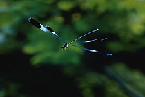 Blue Helicopter Damselfly (Megaloprepus coerulatus) rainforest, La Selva Biological Research Station, Costa Rica