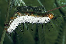 Tiger Longwing (Heliconius hecale) larva feeding on Passionvine leaf, rainforest, Costa Rica