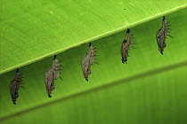 Heliconius Butterfly (Heliconius hewitsoni) pupae on Heliconia leaf, rainforest Costa Rica