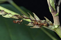 Treehopper (Aconophora sp) group being tended by Ponerine Ants (Ectatomma tuberculatum) dry forest, Guanacaste, Costa Rica