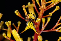 Orb-weaver Spider (Micrathena sp) camouflaged on plant, Monteverde Cloud Forest Reserve, Costa Rica