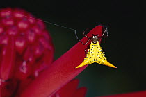 Orb-weaver Spider (Micrathena sp) on Erythrina flowers, cloud forest, Costa Rica