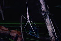 Ogre-faced Spider (Deinopis sp) netting prey, rainforest, Costa Rica