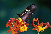 Passionvine Butterfly (Heliconius clysonimus) attempting to feed at Crucifix Orchid (Epidendrum radicans) the original mimics Lantana sp and Asclepias curassavica but provides no nectar