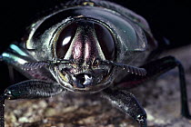 Metallic Wood-boring Beetle (Euchroma gigantea), Amazon rainforest, Peru