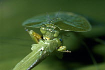 Hooded Praying Mantis (Choeradodis rhomboidea) eating katydid, rainforest ecosystem, Costa Rica