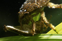 Giant Water Bug (Belostoma sp) cannibalizing another Giant Water Bug, swamps and ponds, rainforest, Costa Rica