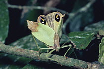 Katydid (Ommatoptera sp) in threat display showing false eyespots in rainforest, Costa Rica