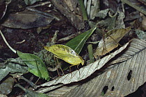 Katydid (Orophus conspersus) showing different morphs, disguised as leaves, rainforest, Costa Rica
